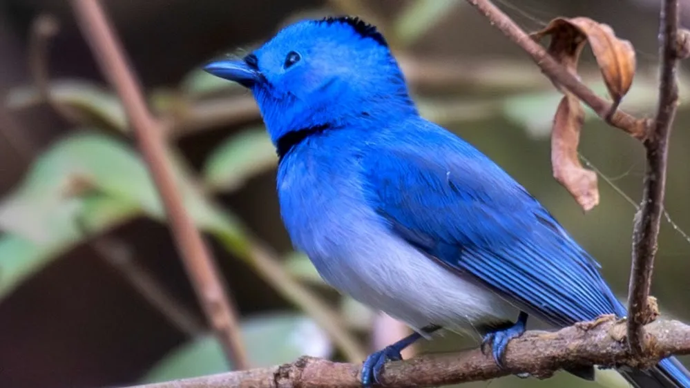 Bhatagaon Bird Watching Point